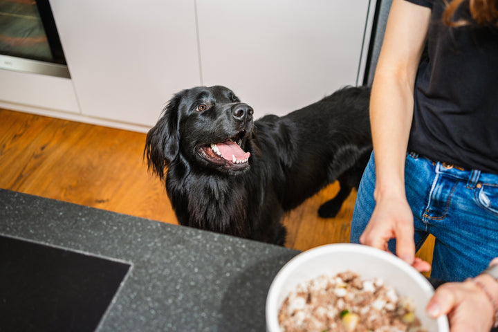 Hund bekommt frisch gekochtes Hundefutter