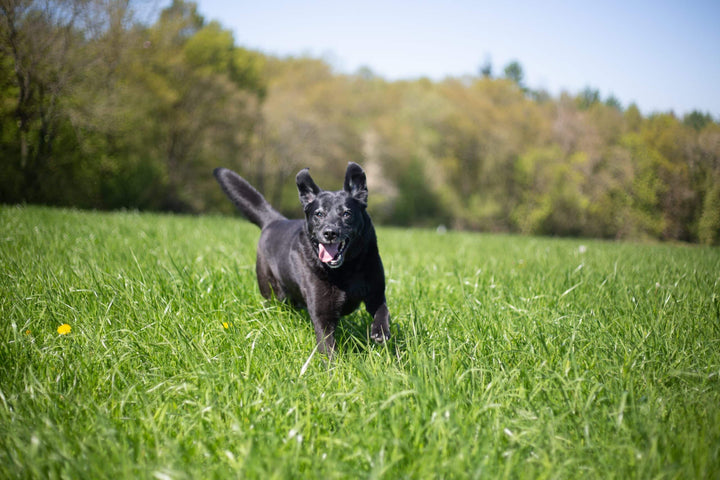 Hund läuft durchs Gras